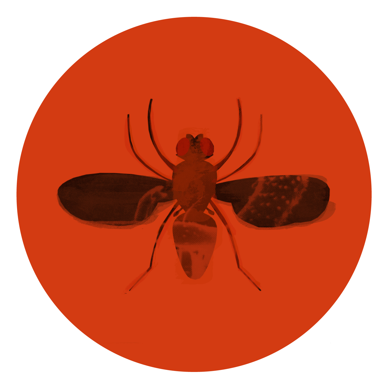 Congreso Español de Investigación en Drosophila